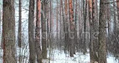 冬季降雪暴雪森林公园全景运动。多雪的针叶林。展开图